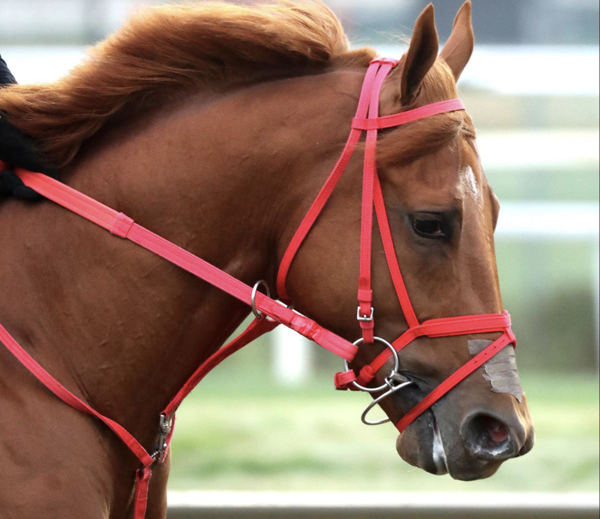 The Puma, scratched race morning from the 2026 Kentucky Derby at Churchill Downs